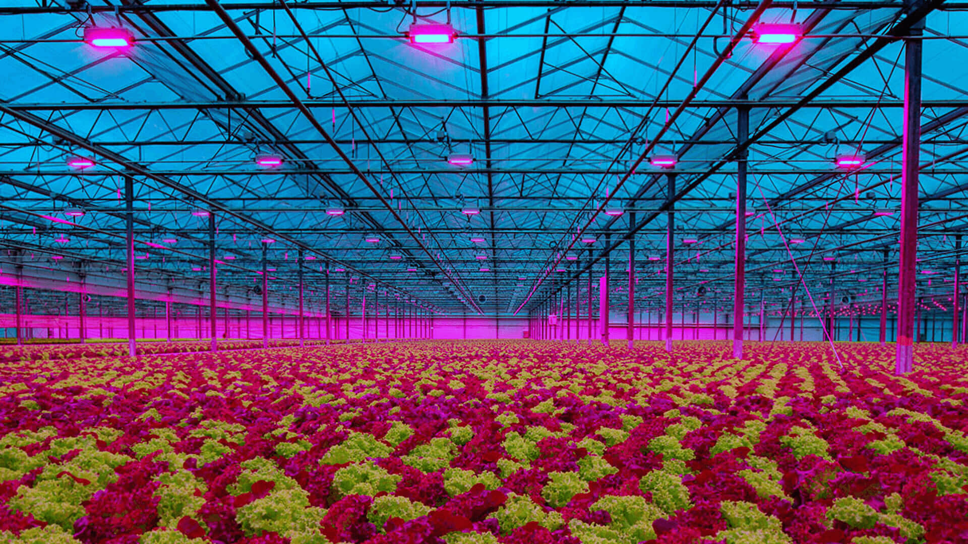 Horticulture lighting
